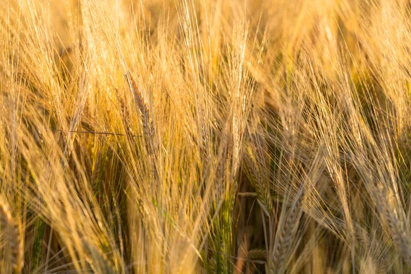 Weizenfeld zur Ernte bereit — Stockfoto
