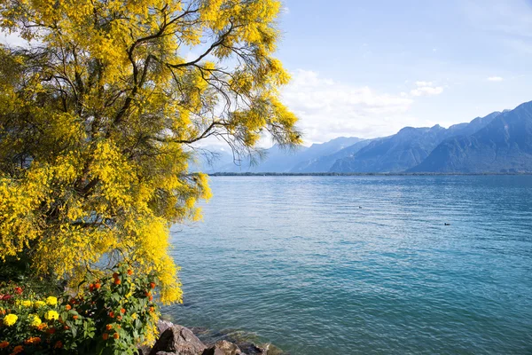 Montañas y lago Ginebra — Foto de Stock