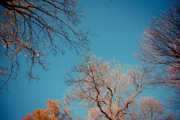 Herbst lässt Bäume fallen — Stockfoto