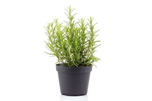 Rosemary inside a black pot — Stock Photo, Image