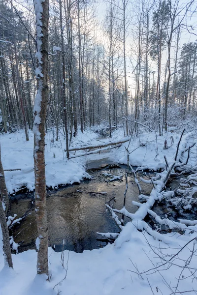 冰封的河流在冬季森林 — 图库照片