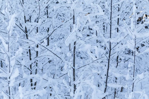 Kış kış atış ağaçlar — Stok fotoğraf