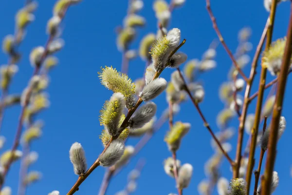 Flauschige weiche Weidenknospen — Stockfoto