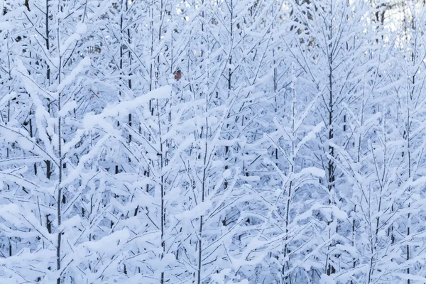 Arbres d'hiver en forêt — Photo