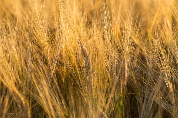 Campo de cultivo de trigo — Foto de Stock