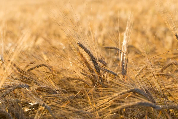 Uši žluté pšeničné pole — Stock fotografie