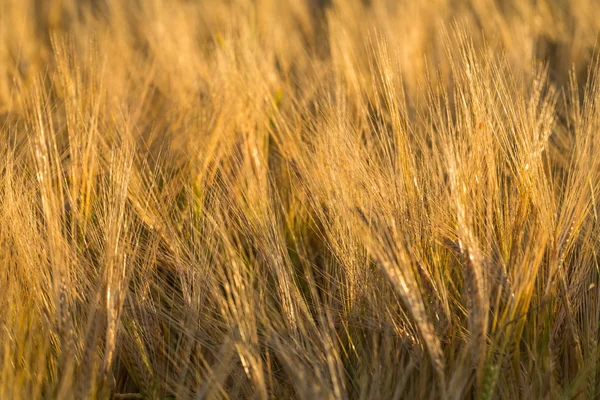 小麦農場 — ストック写真