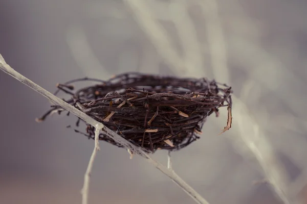 木の上の鳥の巣 — ストック写真