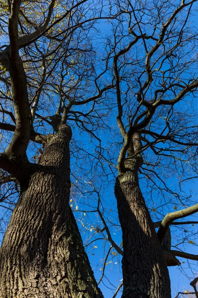 Τέλη του φθινοπώρου δέντρα και το γαλάζιο του ουρανού — Φωτογραφία Αρχείου