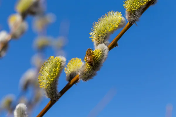 Tüylü yumuşak willow tomurcukları — Stok fotoğraf