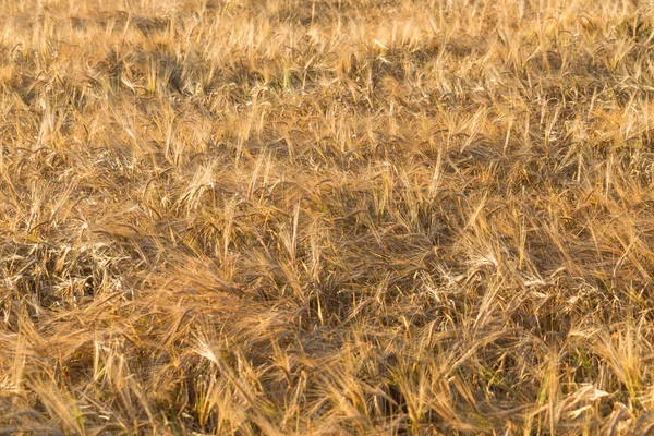 Ører av gul hveteåker – stockfoto