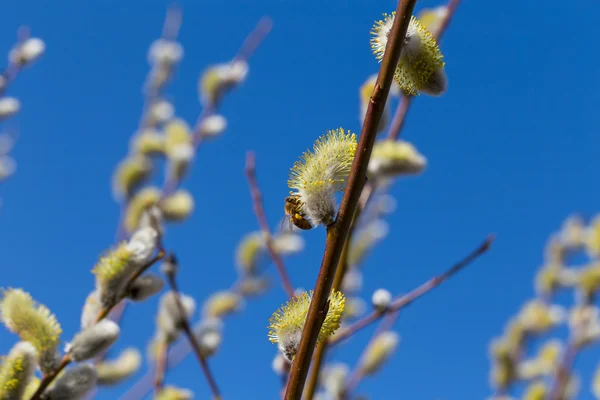 Fluffy soft willow buds — Stock Photo, Image