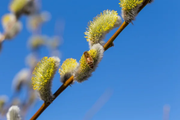 Tüylü yumuşak willow tomurcukları — Stok fotoğraf