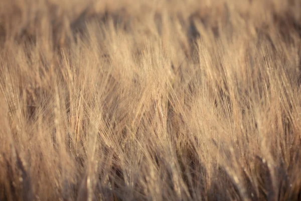 小麦のフィールド ビュー — ストック写真
