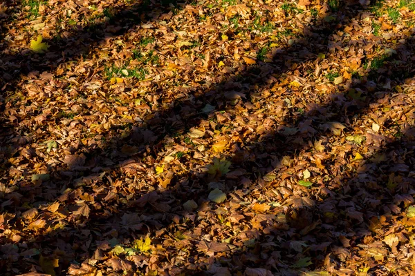 Shadows from trees on fallen autumn leaves — Stock Photo, Image