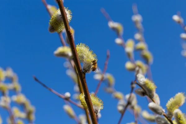 Fluffy soft willow buds — Stock Photo, Image