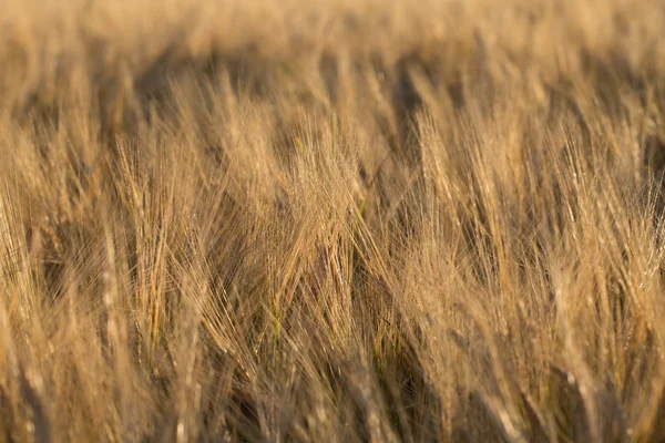 Weizenfeldanbau — Stockfoto