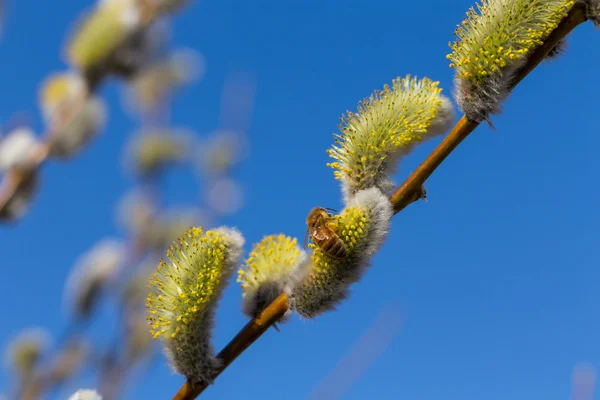 Tüylü yumuşak willow tomurcukları — Stok fotoğraf