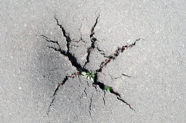 Grass broke through the crack in the pavement. Power of nature
