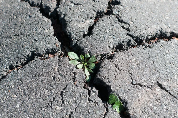 L'erba ha sfondato la fessura del pavimento. Potere della natura — Foto Stock