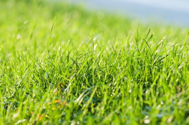 Güneş altında yeşil çimen