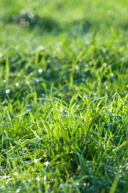Güneş altında yeşil çimen