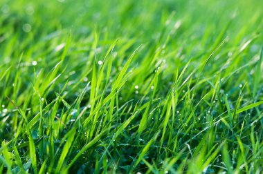 Çiyli yeşil çimen