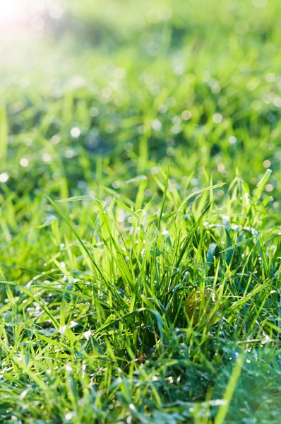 Groen gras in de zon — Stockfoto
