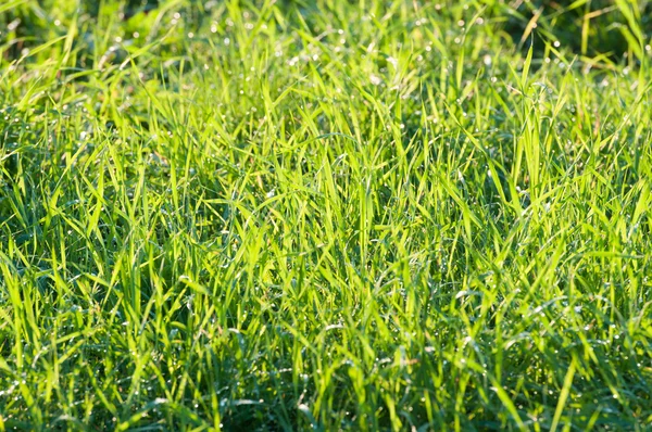 Groen gras in de zon — Stockfoto