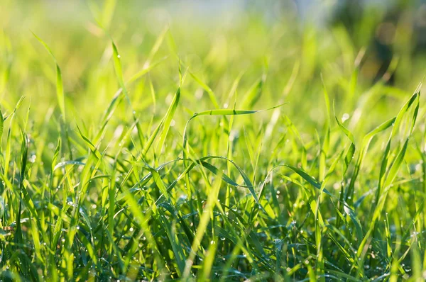 Groen gras in de zon — Stockfoto