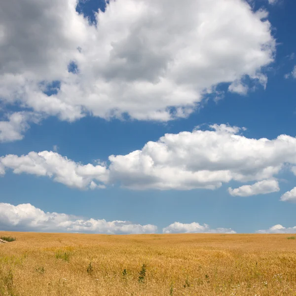 Zomer landschap met tarweveld en blauwe hemel met wolken Rechtenvrije Stockfoto's