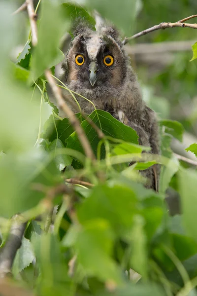 A pequena coruja senta-se em uma árvore e olha para fora de atrás de folhas verdes, close-up . — Fotografia de Stock