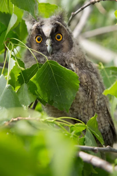 Coruja bonito na árvore com folhas verdes — Fotografia de Stock