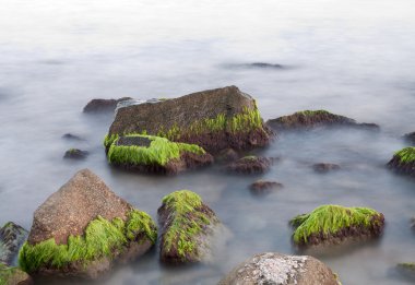 Yosun deniz güzel taşlarla