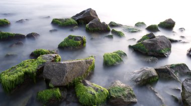 Yosun deniz güzel taşlarla
