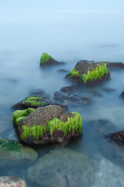 Yosun deniz güzel taşlarla