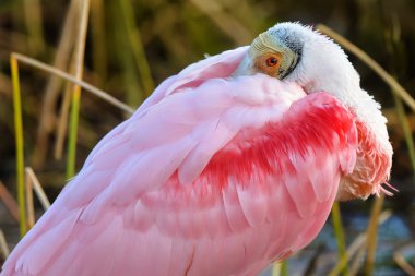 pembe kaşıkçı Gaga kanat sıkışmış ile