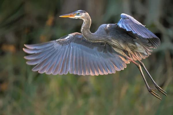 Blauwe reiger aanboord over florida wetland — Stockfoto