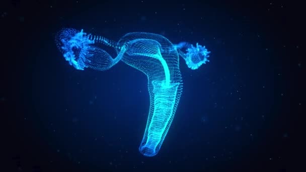 Ženské reprodukční systém s nervovým systémem a močového měchýře anatomie. Animační koncept. Digitální hologram 3D model