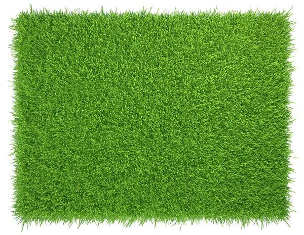 Green grass. natural background texture. fresh spring green grass