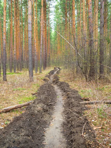 A ditch in the forest prevents the spread of fire in the forest during a fire. Care for the environment. Prevention of forest fires. Methods of protection against fire spread.