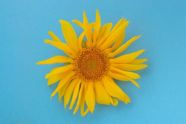 Mavi arka planda sarı ayçiçekleri. Uzayı kopyala Yaz konsepti.