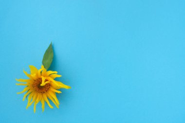 Mavi arka planda sarı ayçiçeği. Uzayı kopyala Yaz konsepti.