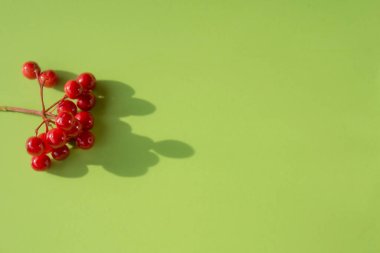 Yeşil arka planda kırmızı viburnum üzümü dalı. Uzayı kopyala Yaz konsepti.