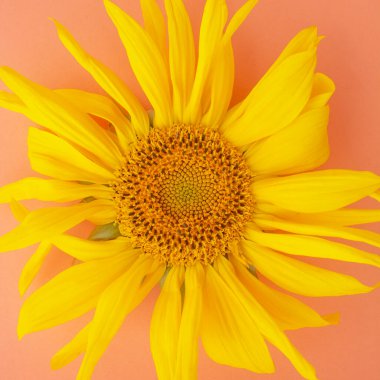 Pembe arka planda sarı ayçiçekleri. Uzayı kopyala Yaz konsepti.