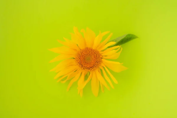 Tournesol Jaune Sur Fond Vert Espace Copie Concept Été — Photo