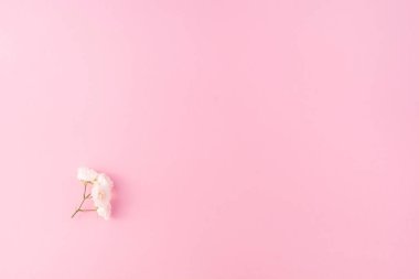 Çiçek kompozisyonu. Pembe arka planda beyaz küçük güller. Anneler günü, sevgililer günü, doğum günü, bahar, yaz konsepti. Düz konum, üst görünüm, kopyalama alanı