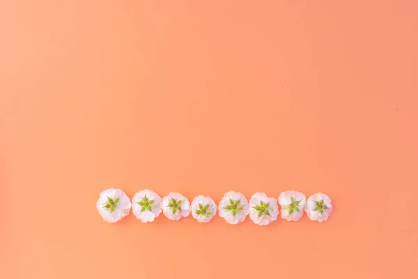 Skład Kwiatów Linia Prosta Białej Róży Różowym Tle Koncepcja Lata — Zdjęcie stockowe