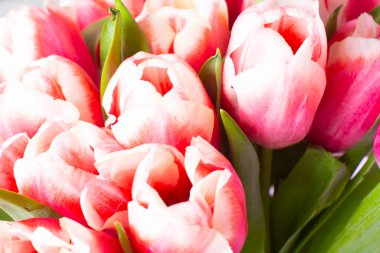 Bir buket taze kırmızı-beyaz lale. Romantik randevu için bir hediye. Yumuşak bahar çiçekleri. Anneler Günü için bir grup lale, 8 Mart.