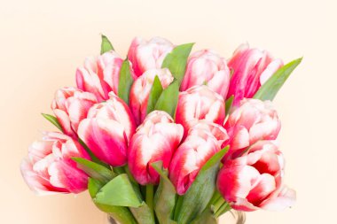 Bej arka planda bir buket taze kırmızı-beyaz lale. Romantik randevu için bir hediye. Yumuşak bahar çiçekleri. Anneler Günü için bir grup lale, 8 Mart.